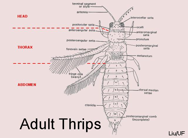 Adult thrips