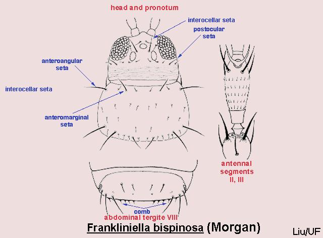 Frankliniella bispinosa