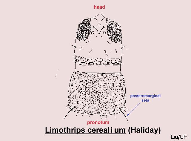 Limothrips cerealium