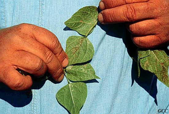 Feeding damage - leaves