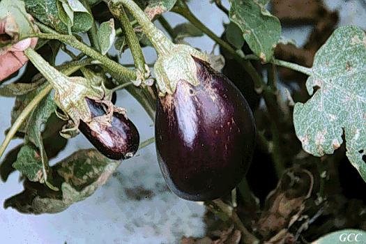 Feeding damage - eggplants