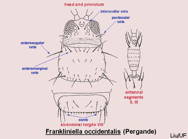Frankliniella occidentalis