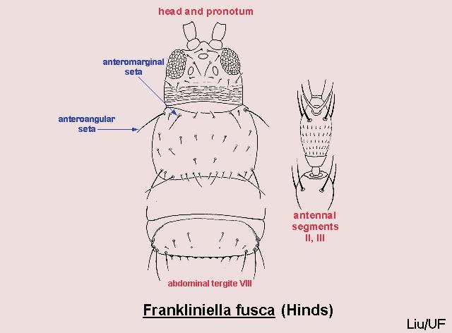 Frankliniella fusca