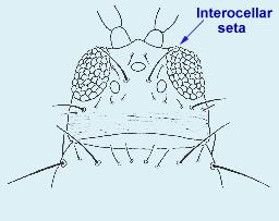 Interocellar setae