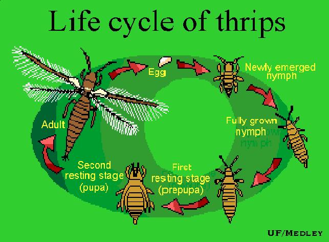 Thrips' life cycle