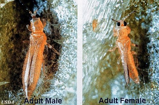 Male and female thrips