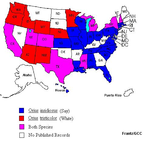 Orius distribution