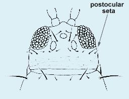 Postocular setae