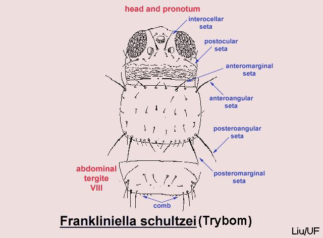 Frankliniella schultzei