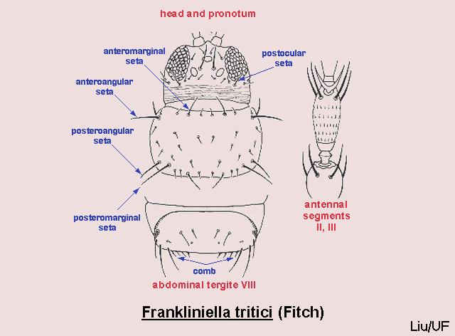 Frankliniella tritici